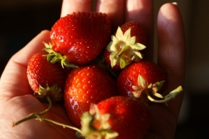 strawberries0808